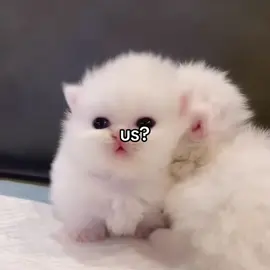 us? ❤️‍🩹 #catsoftiktok #lovecat #loveyou #catlove #foryou 