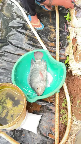 #caucatunhien #thichcauca🎣 #dammecauca #xh 