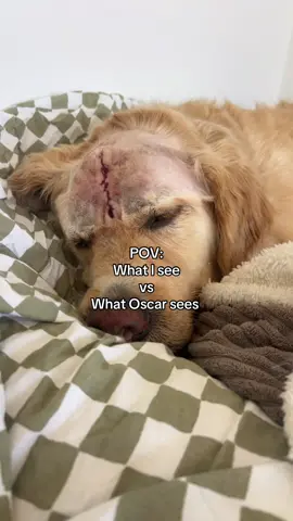 If anyone needs me I’ll be busy hovering xx  Despite no longer having eyebrows Oscar is doing well in his recovery! Lots of sleeping but also tail wagging  If you’re new here, he has a rare re-occurring fungal infection in his sinus that eats away at the bone structure.  His symptoms, presentation &  scans are so rare that his case is being published   When I was told this I actually said “oh well this will be good for the paper that we are back!!More data, evidence & findings. Meaning Osc will potentially be able to help doggies & their treatment teams in the future Unfortunately for Oscar he has been the 1 in 10 whos first round of treatment was unsuccessful. He initially had 3 procedures to remove and directly treat the area. Plus a bonus one to remove a necrotic bone.  He is on heavy anti fungal meds & we will repeat the process again in 4 weeks The toughest dog there is and how lucky am I to have him. He’s taught me so much, especially about resilience & unconditional love  🤎🤎   #goldenretriever #autism #dogsoftiktok #recovery #hospital  