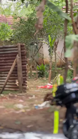 #කේ අරිනවා අල්ලන් සති දෙකක් 😂💀💯 #viralvideo #fypシ #CapCut #fyppppppppppppppppppppppp  
