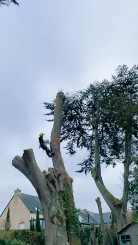 Timber harvesting error #satisfying #tree #asmr #oddlysatisfying #giant #fyp 