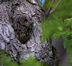It was at this moment that Steph the Screech decided to switch to low-fat mice.