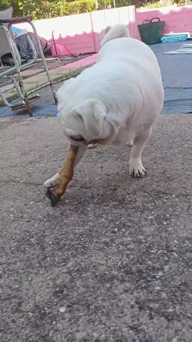 anything to keep him busy 🤣🥰🐽🩵#fyp #foryou #pug #loved 