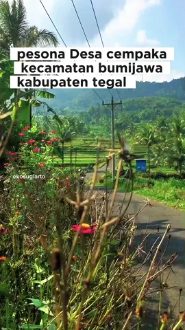 pesona Desa Cempaka.kecamatan bumijawa.kabupaten tegal #desacempaka #bumijawa #tegal #fyppppppppppppppppppppppp #masukberanda 