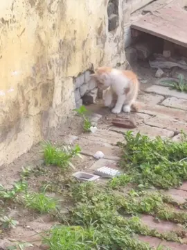 #catlover #fyp 