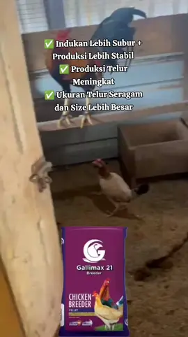 Sebelum menggunakan Gallimax 21 Chicken Breeder: . Res 1 → 5 butir, hanya 1 jantan selamat . Res 2 → 5 butir, 2 jantan & 3 betina . Res 3 → 1 butir, jadi jantan Sesudah menggunakan Gallimax 21 Chiken Breeder (2 minggu sebelum & selama breeding): ✅ Produksi telur meningkat → sampai hari ini sudah terkumpul 13 butir telur ✅ Indukan lebih subur & produksi lebih stabil ✅ Ukuran telur seragam dan size lebih besar dibanding sebelumnya Telur dan anak ayam adalah aset berharga bagi peternak. Karena itu, maksimalkan masa breeding dengan nutrisi tepat dari Gallimax 21 Chicken Breeder. 🛒 Dapatkan SALTO FEED di toko terdekat! 📩 Cek info agen atau daftar jadi mitra lewat Messenger kami! 🔥 SALTO FEED – PAKAN SANG JUARA! 🔥 #Ayam #AyamAduan #Salto #SaltoFeed #Pakan 