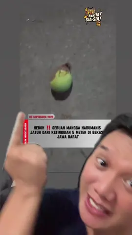 Mangga jatuh doang jadi hebohnya #mangga 