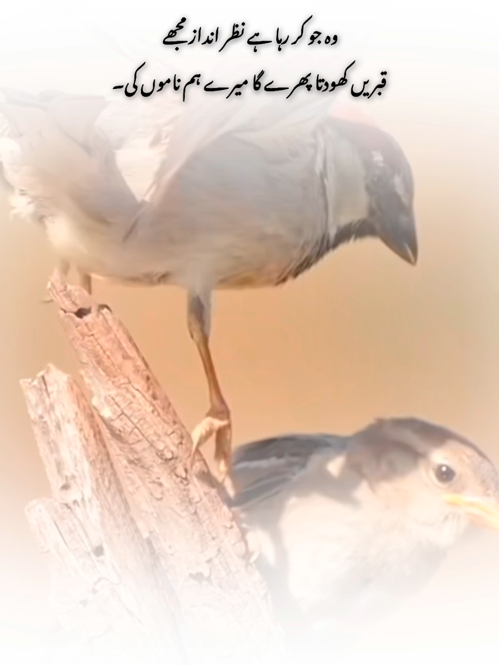 ❤️‍🩹🥹#foryou #flypシ #1millionaudition #poetry #myousaf 