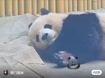 Không có từ rì diễn tả độ cuties của Bắc Thần luôn ý #panda #Beichen#funnyvideos #xuhuongtiktok #cutebaby 