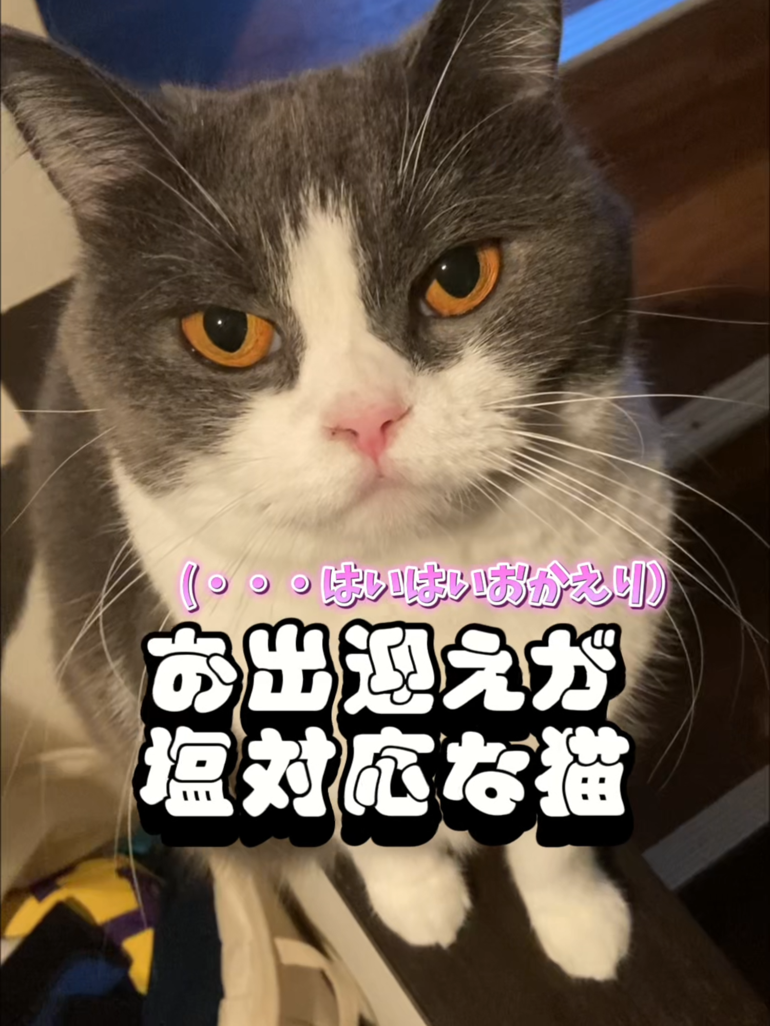 お出迎えが塩対応な猫#スコティッシュフォールド #猫好きさんと繋がりたい