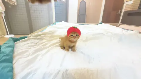 #Cat#cute#tik#foryou#fyp 