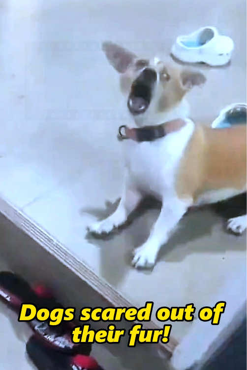 Dogs scared out of their fur!#fyp #funnydog #funnyvideos #funnytiktok #prank 