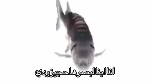 الموضوع مزح ترا لاحد يشد ياهل البصره 🐟🐟#البصره#العراق#explore #سمكه_البصره