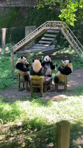 Professional bamboo destroyer at work #panda #funnyanimals #china #cuteanimals #fyp 