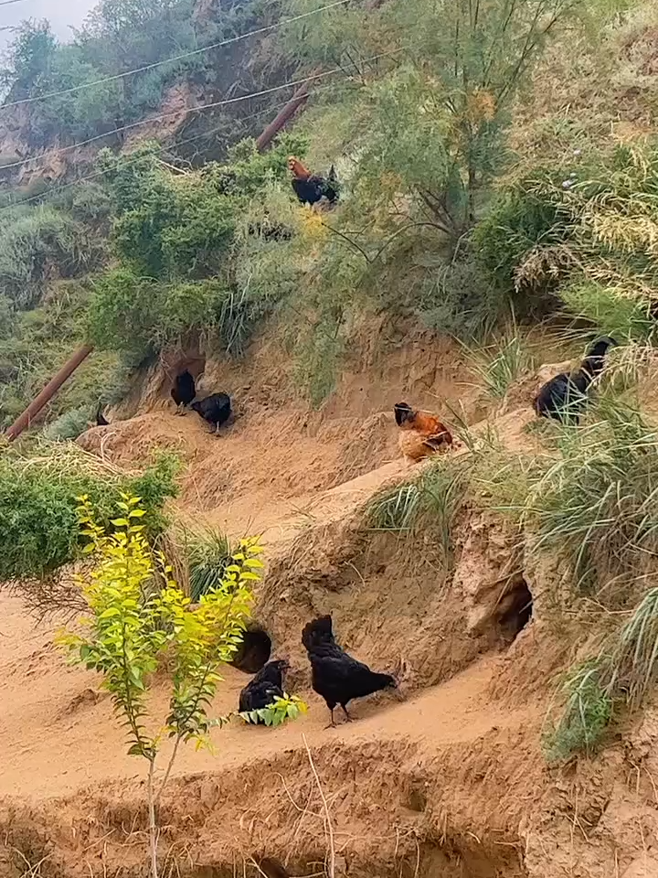 open season#hen #eatingbirdfood #chicken #birds #usa