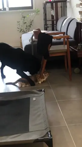 Funny cat and dog 🐶🐱😂#funnycat #cat #tiktokcats #funnyvideos #funnytiktok #funny #Foryou #tiktok #lovetiktok #usa #catsoftiktok 