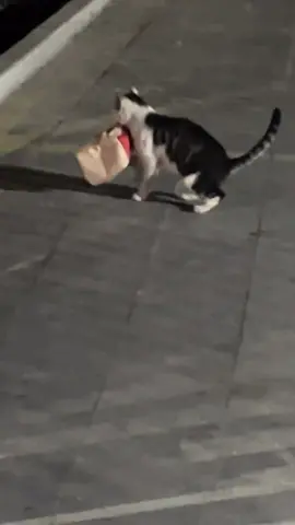 #cute #cat #funnyvideos #catsoftiktok #funny #fyp 