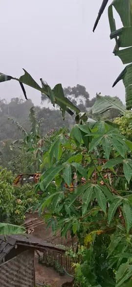 Hujan Sore ini di