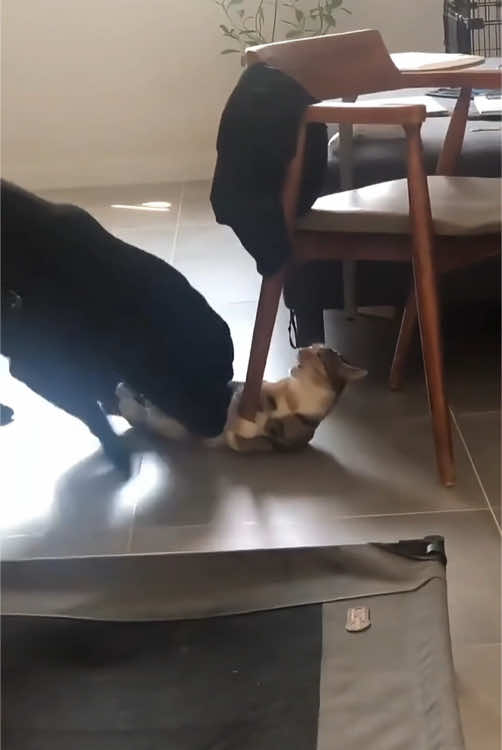 When you have both a cat and a dog…#cat #dog #catsoftiktok #funnycat #funnyvideo #funnytiktok #fyp #foryou #tiktok 