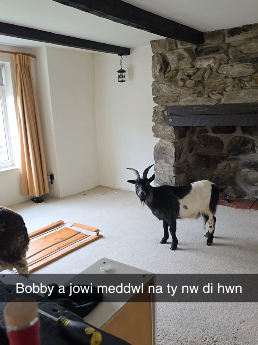 Chwara Sion a Sian efo diawlad yma 🤣🤣🤣 #goats #herdwicksheep #homerenovation #newtenants