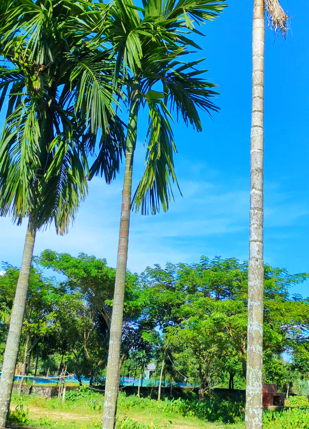 প্রাকৃতিক সৌন্দর্য মন ছুঁয়ে যায়,।🩷🌿🥰 #foryou #foryoupage #netural #tiktok #viralvideo 