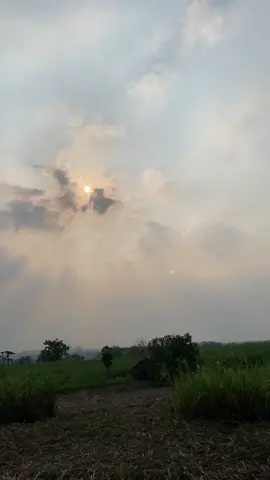 Sg lanang soroh nenggulok tebu seng wedok nk omh sek mentolo purekk ae wkwkwk #tebangtebu #gempolkerepmojokerto #tebusuper#fypシ゚ 