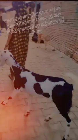 #foryoupage #animalslove #videoviral #aarti #foryoupage 