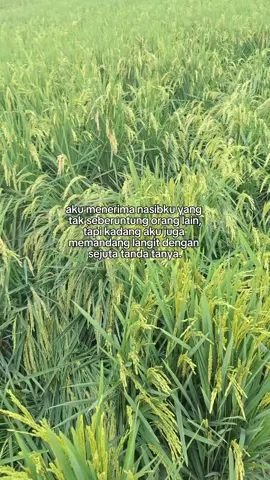 padi rebah kenak sundep kenak patah leher jangan ngeluh kalau beras mahal sedikit  #CapCut  #petaniindonesia🇮🇩🇮🇩🇮🇩🌿🌿  #petanimilenial  #petanimuda  #fyp 