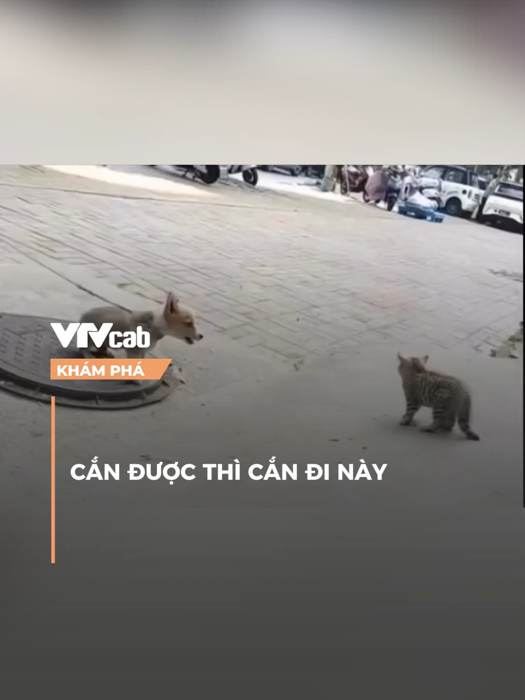 giỏi thì cắn đi #vtvcab #khampha #vtvcabkhampha #onlive #nxt