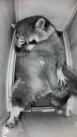 Happy Friday! The little hand on his head 🥹 we feel you señor. The White One made several attempts this week at stealing señor’s preciouses but Sanchez held his ground, he is happy to report that all preciouses are accounted for. *Raccoons are den animals, they choose to sleep in tight places. The pinned reel shows what he is sleeping in. He has an entire room and closet with larger drawers to sleep in but he chooses to sleep in this drawer because it is his den. He removes all pillows, towels, and cushions we place in there and he refuses to go to the chiropractor 😉 #sancheztheraccoon #pet #PetsOfTikTok #raccoon #animals 