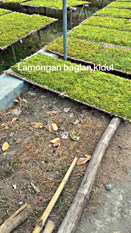#petanitembakau#tembakaurajang#tembakulamongan#petanimuda#petaniindonesia🇮🇩🇮🇩🇮🇩🌿🌿 