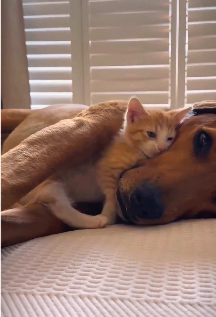 Cat love stay with dog 🥰🥰#dog #cat #friends #friendship #funny #cute #Love #dogsoftiktok #catsoftiktok #foryou #usa🇺🇸 