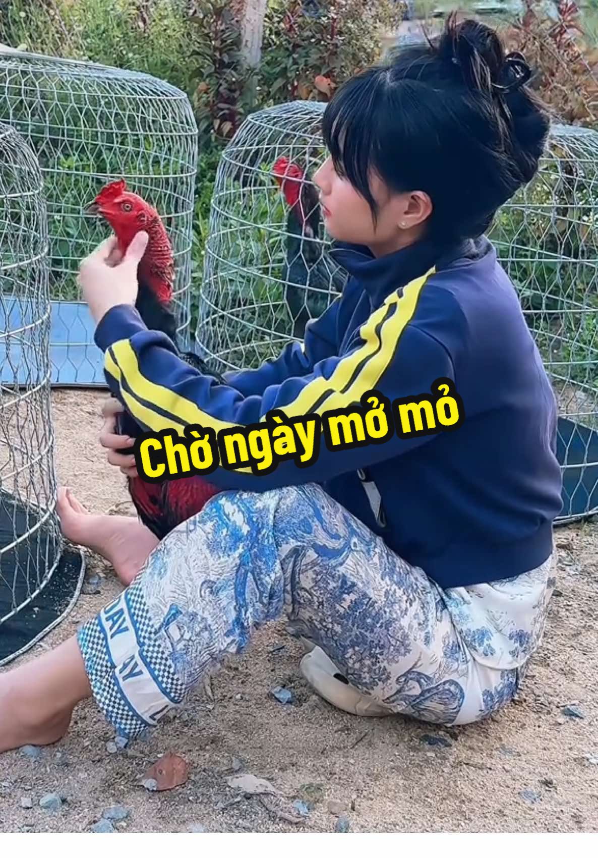 Đằng sau không ai chống lưng nên hãy cứ cố gắng được đoạn nào thì vui đoạn nấy🤫🤭🫶@𝓓𝓲ệ𝓾 𝓛𝓪𝓷𝓱 𝟟𝟠 @❥ ℍ𝕦ỳ𝕟𝕙 𝔻𝕚ệ𝕦♥𝕃𝕒𝕟𝕙♥ #diệulanhthuốcgà #?gachoivietnam🐓🐓🐓❤️ #đam_mê_gà_chọi❤ #đammêgàchọi🖖🖖🖖 #huỳnhthịdiệulanh 