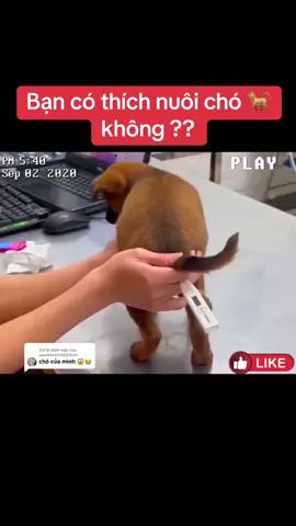 Trả lời @user8666915021034 của bạn hả. ???? #dongvat #chó #dog #xuhướng #fyp 
