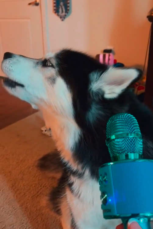 Sing a song #dog #sing #dogs #dogsoftiktok#fyp