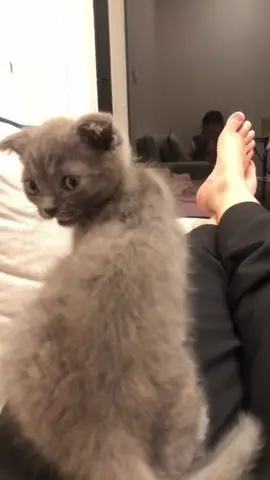 Zero #zero #ซีโร่เป็นแมวตลก🐱🙊🐒 #แมวน่ารัก #อ้อนเก่ง #แมวตลก 