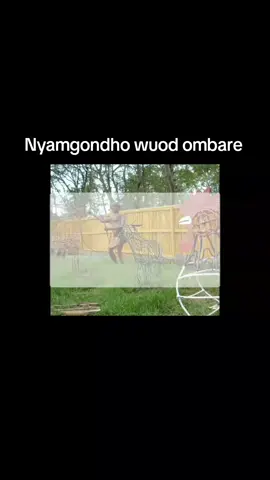 🌊 Origin and Early Life Nyamgodho, whose full name was _Nyamgodho Wuod Ombare_, was born into poverty in the fishing village of Nyandiwa near Lake Victoria. He belonged to the Waturi tribe and migrated from Tanzania to settle among the Kachwodho clan in Kenya. As a humble fisherman, he struggled daily, setting traps called mgondho in the lake to catch fish. He was God-fearing, kind-hearted, and lived a life of hardship, often relying on neighbors for shelter and food. 🧝‍♀️ The Mysterious Woman from the Lake One fateful morning, while fishing, Nyamgodho pulled up his net and found an ugly woman entangled in it. Frightened, he wanted to throw her back, but she pleaded with him to take her home and light a fire for her and her goat. She promised to make him wealthy on one condition: he must never reveal where he found her. Nyamgodho agreed, and the woman, later nicknamedNyar Migondho (daughter of the fishing trap), became his wife. From that moment, his fortunes changed dramatically. He acquired vast herds of cattle, goats, and sheep, and built a prosperous homestead. His fame spread, and he married many more wives, though Nyar Migondho remained the source of his wealth. 🍷 Pride, Arrogance, and the Fall As Nyamgodho grew rich, he also grew arrogant. He began drinking heavily and neglected the humble roots of his success. One night, he returned home drunk, and none of his wives would open their doors for him. In anger, he shouted at Nyar Migondho, reminding her that she was just an ugly creature he had rescued from the lake. This broke the sacred promise. Nyar Migondho, deeply hurt, took her walking stick, flute, and smoking pipe, and declared she was returning to the lake. As she played her flute, all the livestock followed her into the water. Nyamgodho watched helplessly as his entire fortune vanished. 🌳 The Transformation Devastated, Nyamgodho stood at the shore of Lake Victoria, resting his chin on his walking stick. In that moment of sorrow and reflection, he mysteriously turned into a tree. That tree is said to still stand near Nyandiwa, and locals believe it marks the spot of his transformation. 🪶 Legacy and Sacred Scenes Today, Nyamgodho is remembered as a cautionary figure a man whose kindness brought him supernatural blessings, but whose pride led to his downfall. His story is told to teach humility, gratitude, and the importance of keeping promises. Visitors to Nyandiwa can still see: Footprints of Nyar Migondho and the animals entering the lake. The tree believed to be Nyamgodho himself. Healing waters flowing over the footprints, believed to have medicinal powers #nyamgondho #luo #traditional #homabaytiktokers #fypシ゚ 