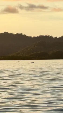 Does it get any better than this? 🐬 #rajaampat #rajaampat_papua #indonesia #ocean #dolphin 