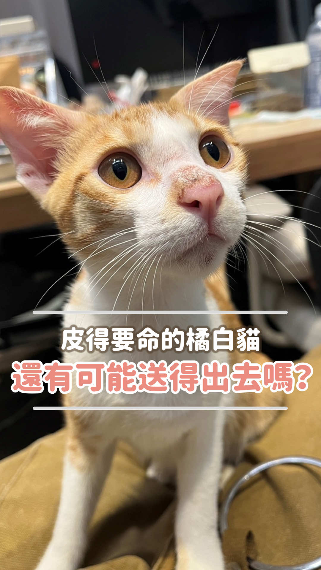 皮的要命的橘貓，還能送養的出去嗎！ #転運棧貓中途咖啡廳 #貓中途 #貓咖啡廳 