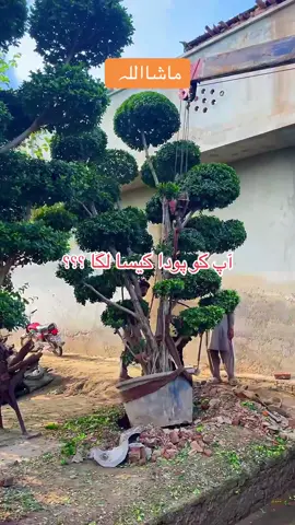 #plantvalley #growmyaccounttiktokteam #ماشاءاللّٰه_سبحان_اللّٰه_💖 #fyp 