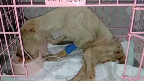 Selamat sore Ce Cynthia, dari bagian rawat inap mau mengabarkan kondisi Anj Nn Makan: mau makan sendiri (lahap) Minum: mau minum sendiri  BAK : belum ada BAB : belum ada Obat : sudah diberikan suntikan tadi pagi. Nanti malam juga akan diberikan suntikan Luka: kondisi luka masih tampak basah dan kemerahan. Foto luka akan dikirimkan nanti malam Kondisi: tampak masih lesu, badan terlihat masih gemetaran Aktivitas: dominan duduk meringkuk Terimakasih 🙏🏻 #doglovers  #anjingtiktok🐶 
