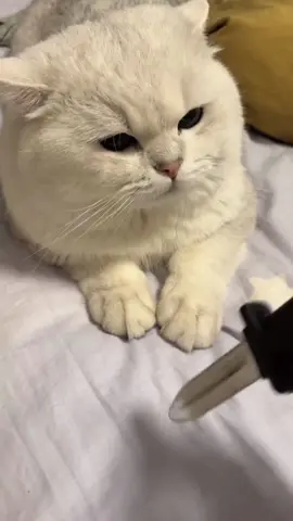 Play with your cat #funny #cat #funnycat #cutecat #tiktok #catsoftiktok #foryou 