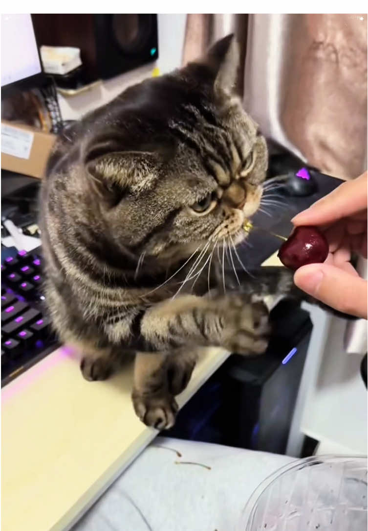 Cats are the best helpers 🤣#funnycat#catlover #fvp #catsoftiktok #forvou