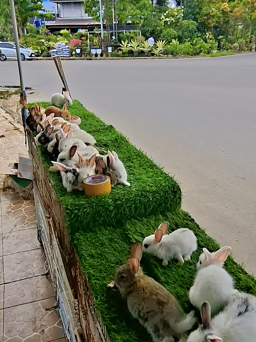 Membalas @dimsumhentai_  krna ini tempatnya tinggi ya.    jd dia punya naluri talut ketinggian ☺️#hewanlucu #kelincibengkulu #fyppppppppppppppppppppppp #fypシ゚ 