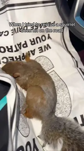Squirrels #animals #squirrel #funny #pets #scarecam 