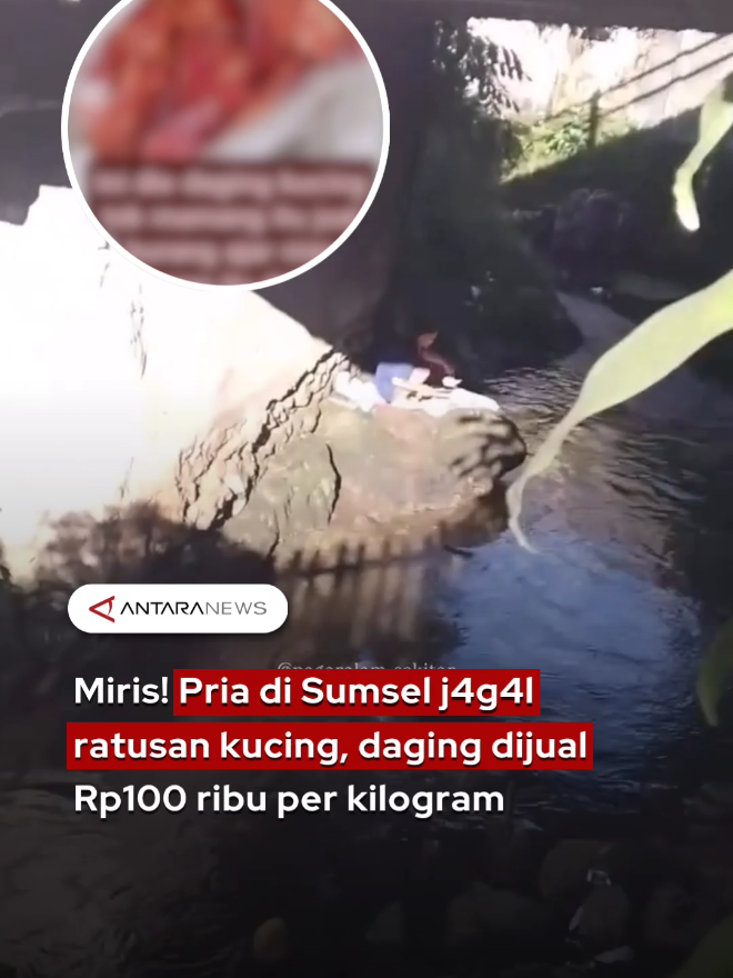Miris! Pria di Sumsel jagal ratusan kucing, daging dijual Rp100 ribu per kilogram  #kucing #sumsel #pagaralam #anggora #hewan 