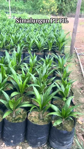 Tidak viral bukanya tidak gacor👌👌#simalungun #palmoil #petaniindonesia🇮🇩🇮🇩🇮🇩🌿🌿 #petanimuda #fyp 
