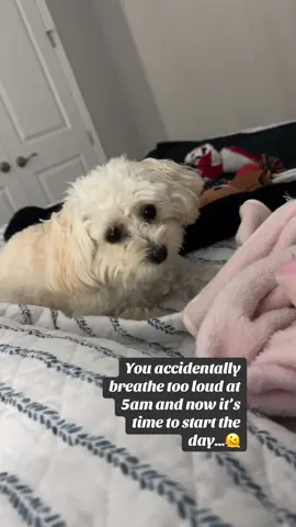 Rise and shine…🫣 #fyp #viral #maltipoo #riseandshine #goodmorning 