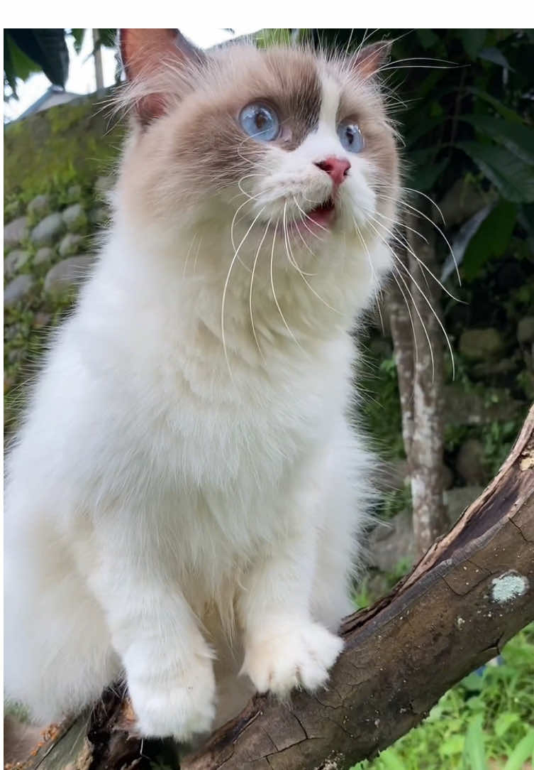 Kucing ragdoll cantik meong meong di atas pohon #kucing #kucinglucu #kucingmeongmeong #kucingtiktok #catlover 