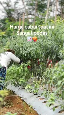 Info nota daerah kalian berapa bos ? #petanicabai #promoseruweekend #petanigenz #petaniindonesia #fyp 